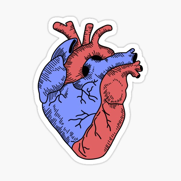 50 stickers d’anatomie
